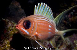 Squirrelfish, Spotted Bay, Utila. Canon EOS 350d, 18-55mm by Tobias Reitmayr 